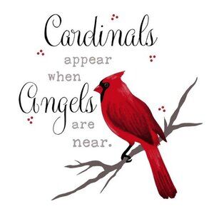 New Cardinals Appear Angels Bird Plush Gift Throw Blanket Cardinal Red Birds NIP